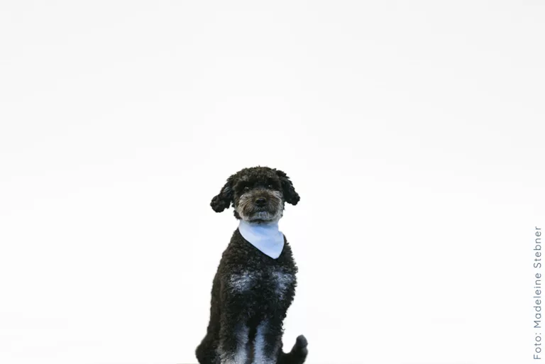 Haushund Mella